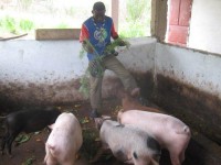 /album/structure/asgc-porcherie-de-djoumouna-jpg1/